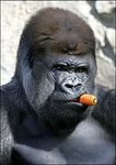 gorilla.jpeg