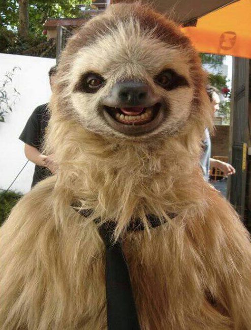 sloth2.jpg
