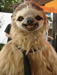 sloth2.jpg