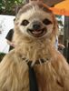 sloth2.jpg