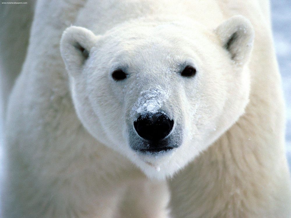 polar_bear.jpg
