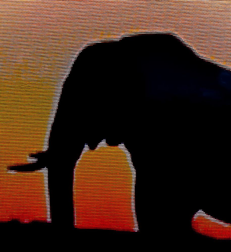 cropped_elephant-color-enhanced.jpg