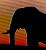 cropped_elephant-color-enhanced.jpg