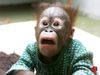 monkey2.jpg