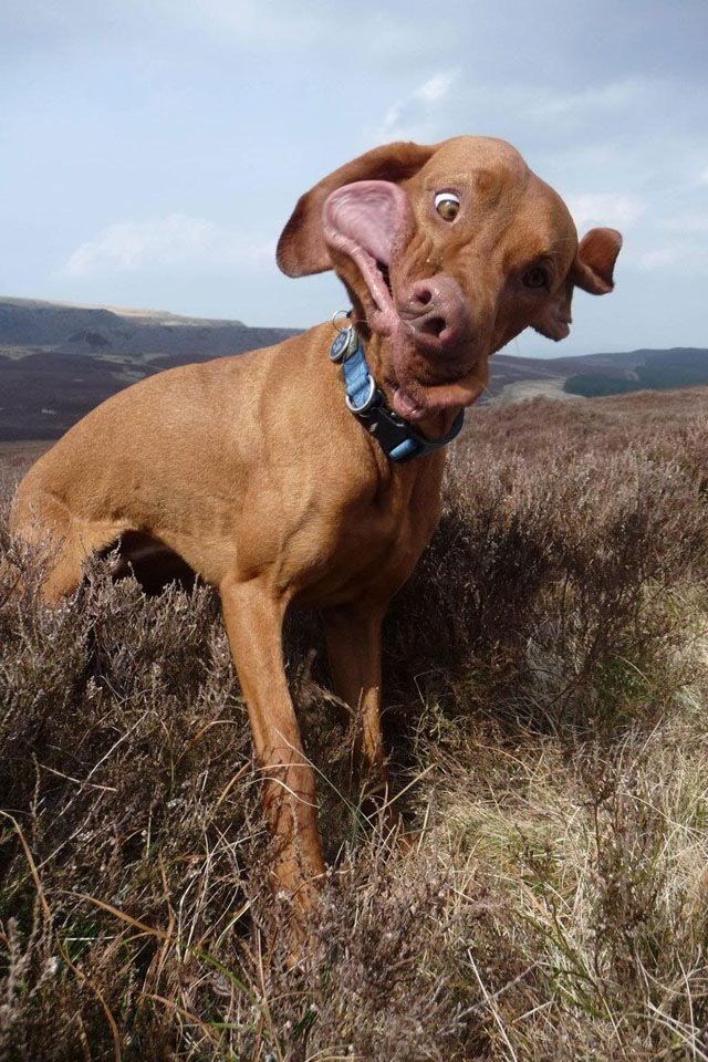 CrazyDog.JPG