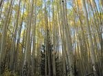 colorado-aspens.jpg