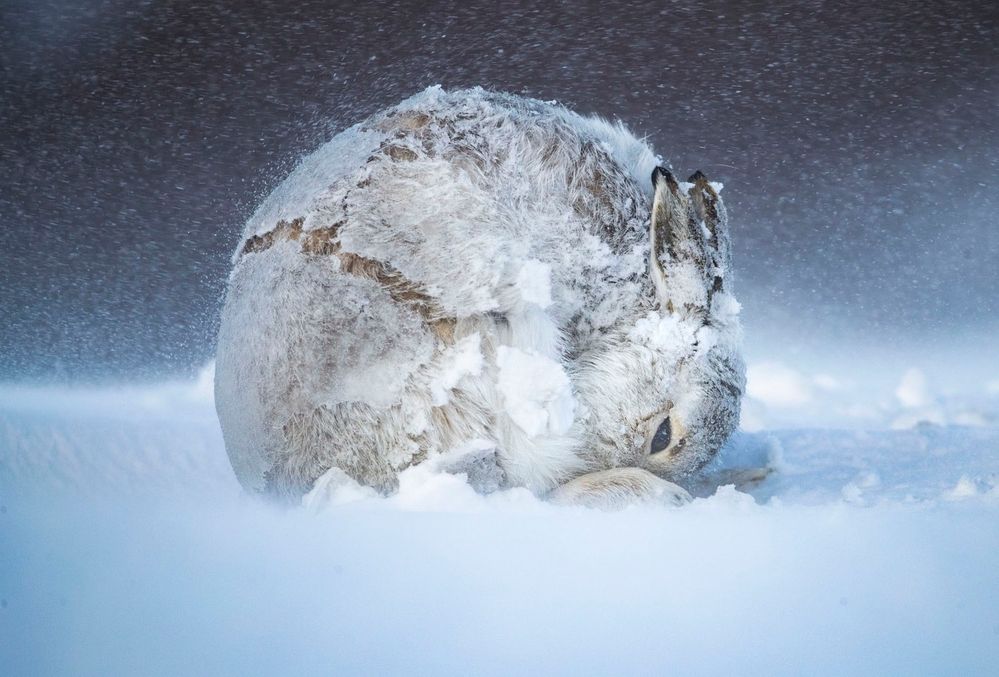 winter_rabbit.jpg