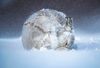 winter_rabbit.jpg