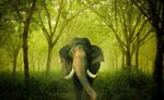 elephant.jpg