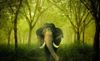 elephant.jpg