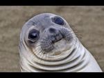 awkseal.jpg