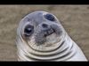 awkseal.jpg