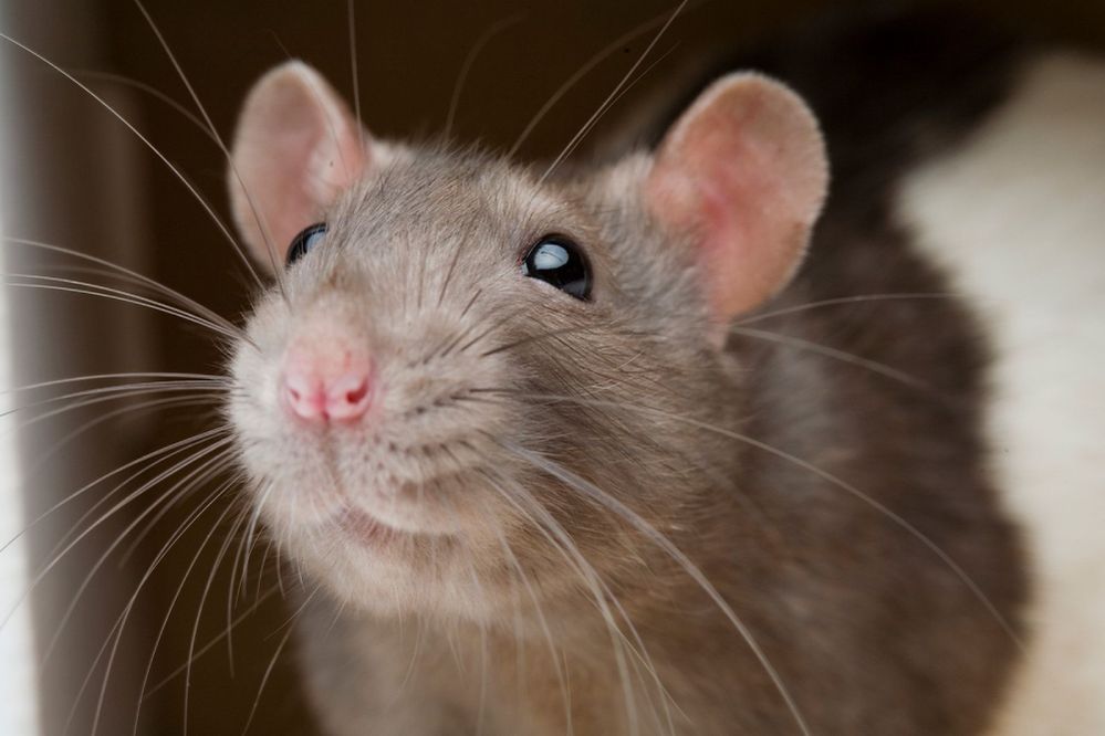 2 Rodents San Antonio.jpg