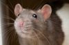 2 Rodents San Antonio.jpg