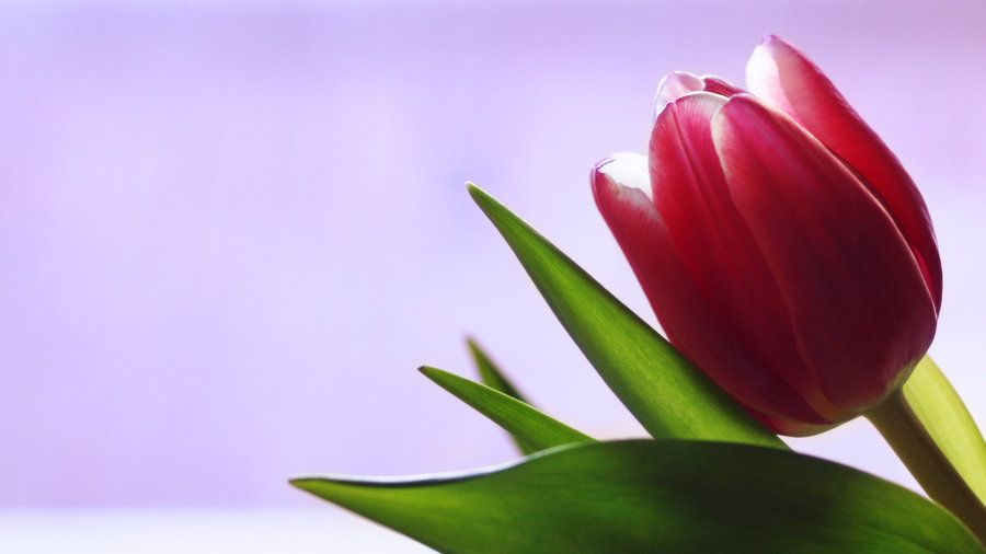 single_tulip_by_skdennard-d3911b2.jpg