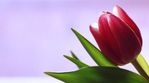 single_tulip_by_skdennard-d3911b2.jpg