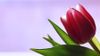 single_tulip_by_skdennard-d3911b2.jpg