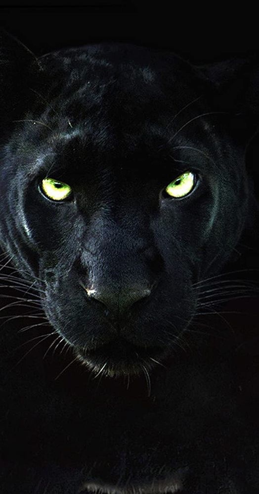 Black-panther img.jpg