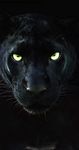 Black-panther img.jpg