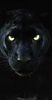 Black-panther img.jpg