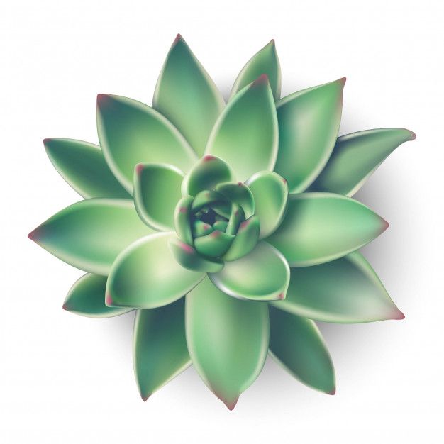 house-succulent-plant-from-top-view-illustration-icon-white-background_134830-281.jpg