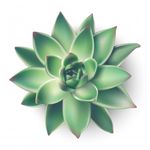 Profile (succulents)