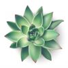 house-succulent-plant-from-top-view-illustration-icon-white-background_134830-281.jpg
