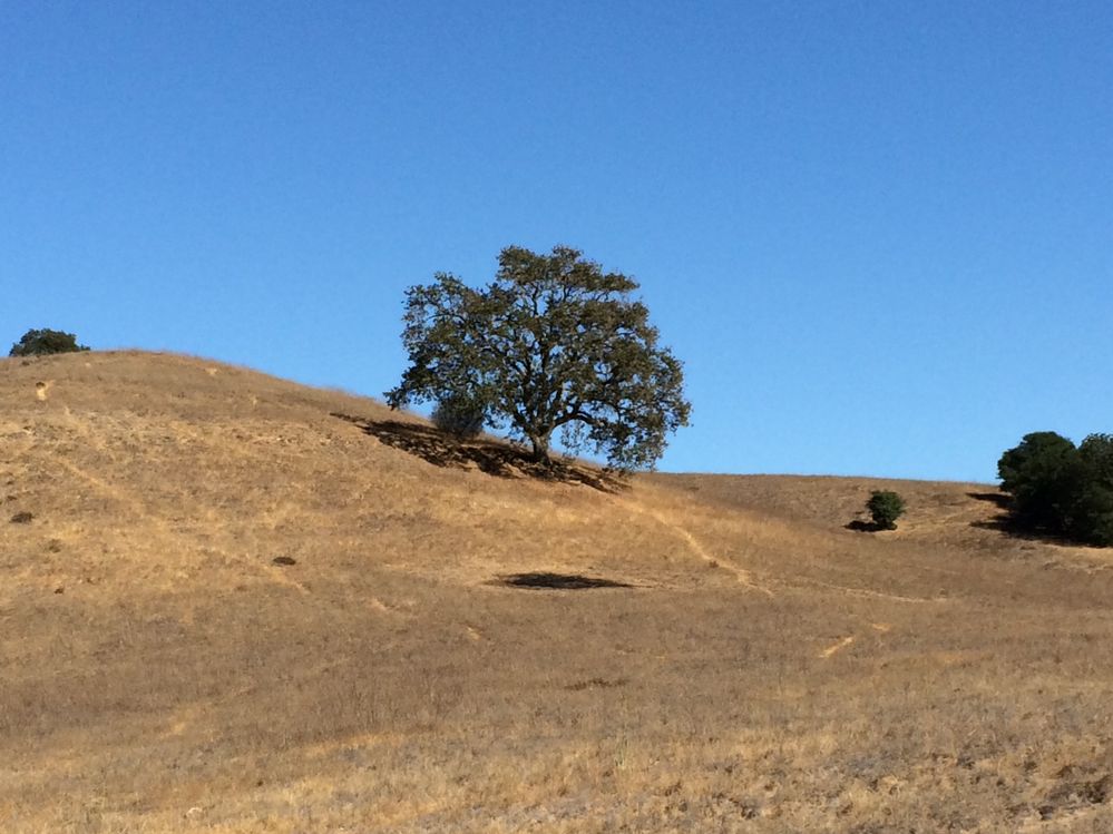 tree.JPG