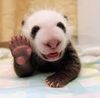 Panda.jpg