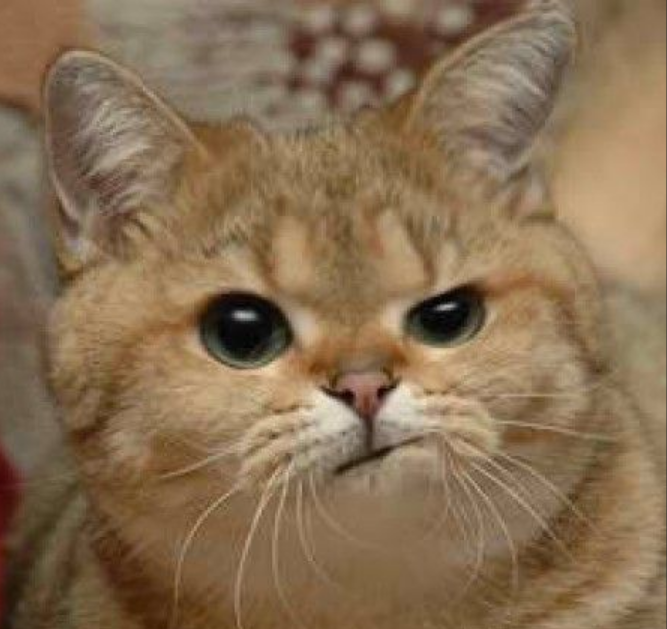 avatar_unimpressed_cat.png