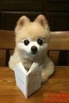 reading_dog.jpg