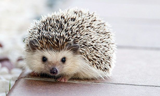 pc-keller-hedgehog.jpeg