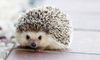 pc-keller-hedgehog.jpeg
