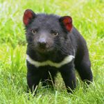 tasmanian-devil.jpg