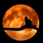 gatto_avatar.jpg