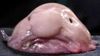 blobfish_0.jpg