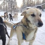 Profile (snoskoterturer)