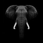 Profile (MBTNA)