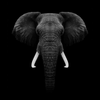 29-296032_square-black-background-elephant-photography.png