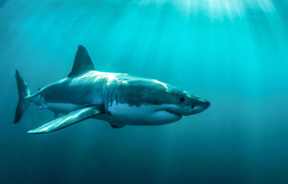 great white 1.jpg