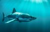 great white 1.jpg