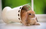 1440Rabbit_1025.jpg