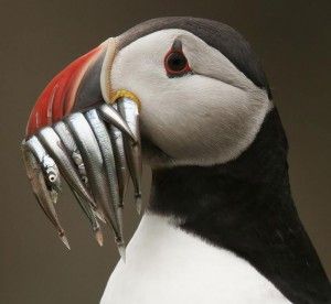 puffin-eating-fish1-300x276.jpg