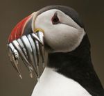 puffin-eating-fish1-300x276.jpg