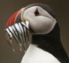 puffin-eating-fish1-300x276.jpg