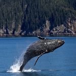 Profile (ameliamoo9)