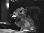 Squirrel drinking Guinness 01.jpg