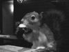 Squirrel drinking Guinness 01.jpg