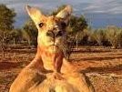 roo2.jpg