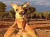 roo2.jpg